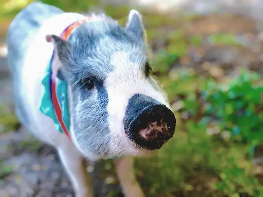 Holiday home Creekside Home: 4m To #1 With Pig