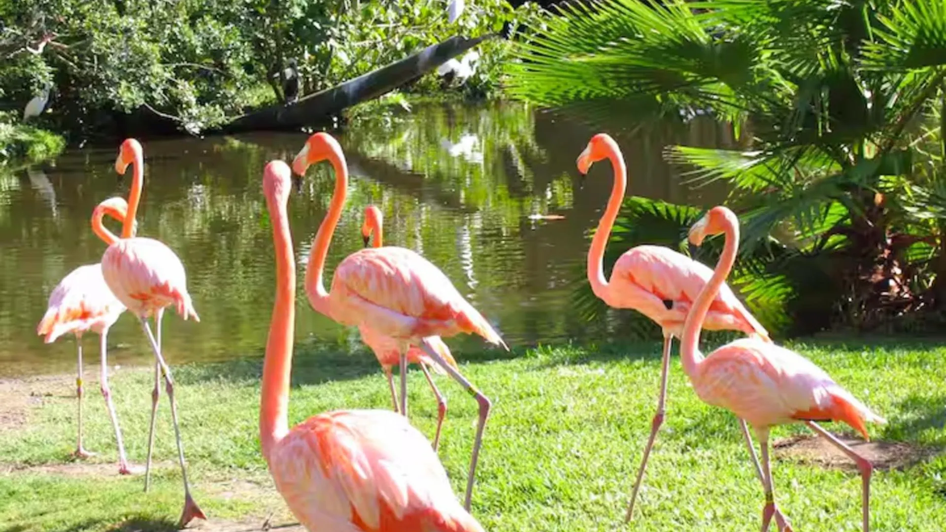 Holiday home The Posh Flamingo Sarasota