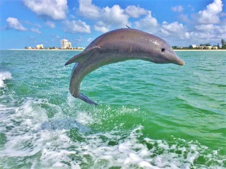 Holiday home Charming Beach Steps To Siesta Beach And Village Shops And Restaurants Sarasota