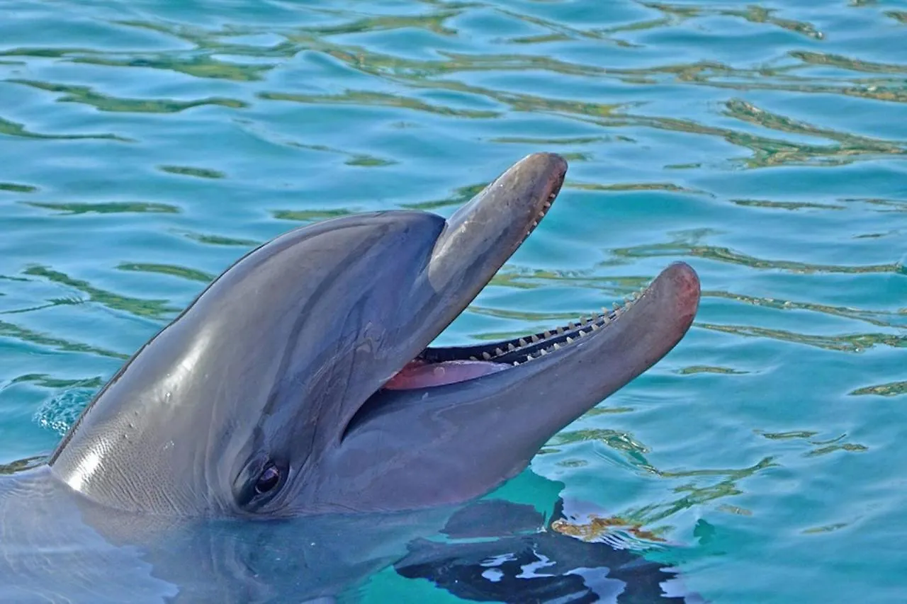 Pelican Gardens 3 On Lido Key * Sarasota