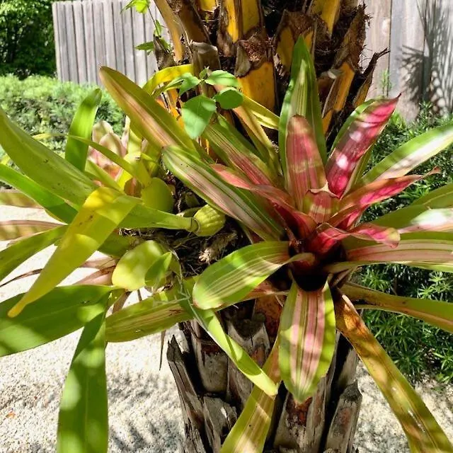 Hiddengem In Charming Sarasota, Florida 萨拉索塔