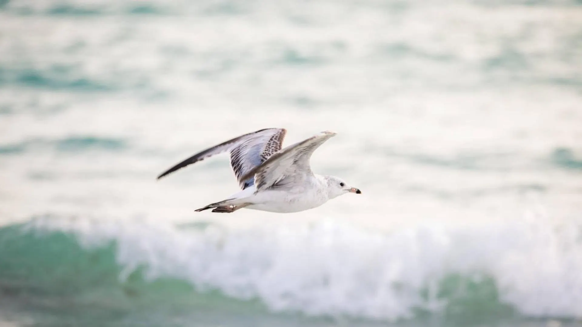 Crystal Sands & Dreams * Sarasota