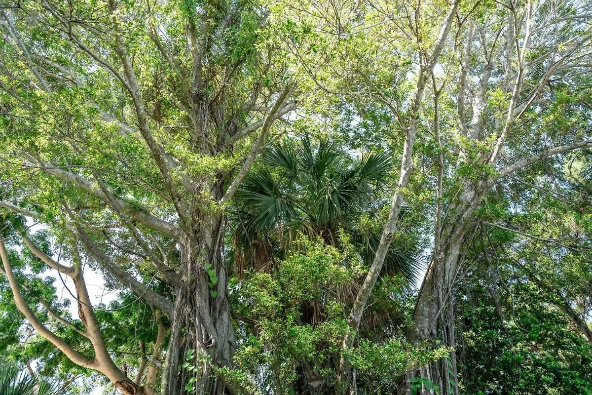 Siesta Key Under The Banyan Tree 3 Bed 3 Bath Holiday home