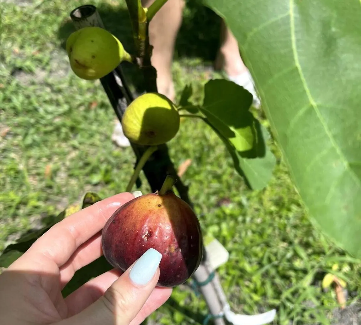 Holiday home Fruit And Botanical Garden Estate 2 Miles To Downtown Ev Vr24-00151 Sarasota