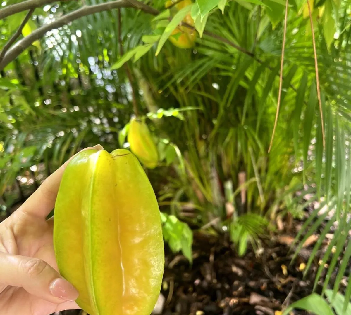 Fruit And Botanical Garden Estate 2 Miles To Downtown Ev Vr24-00151 *